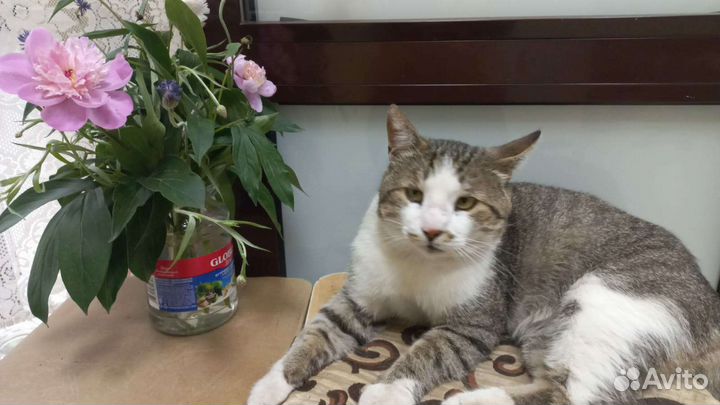 Кошка кот, который снимался в кино бесплатно