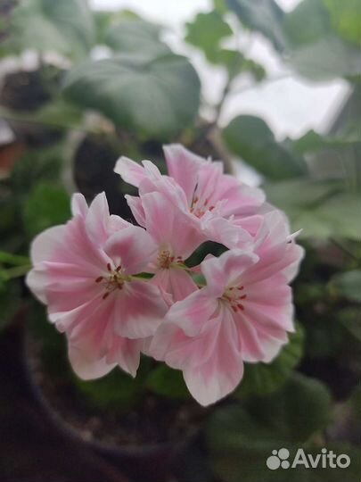 Пеларгония герань