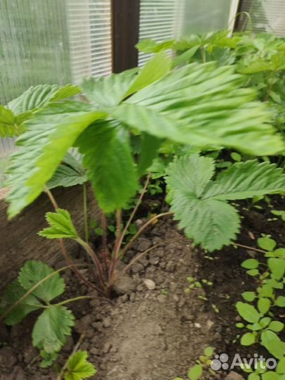 Земляника садовая, ремонтантная с усами