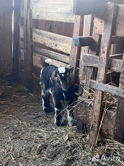 Чешские козы