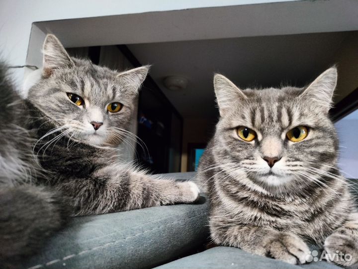 Отдам кошку