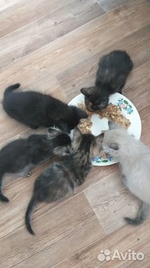 Отдам бесплатно котят