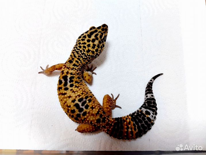 Эублефар геккон ящерица