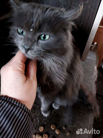 Котёнок мальчик в добрые руки