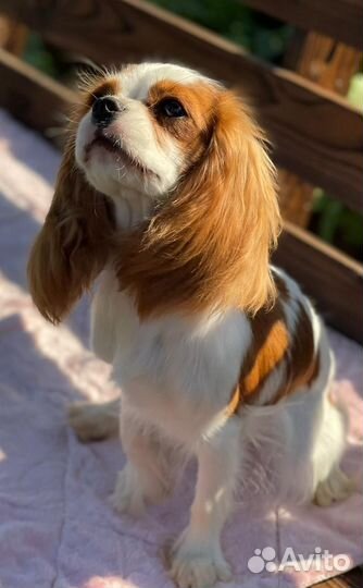 Кавалер кинг чарльз спаниель девочка