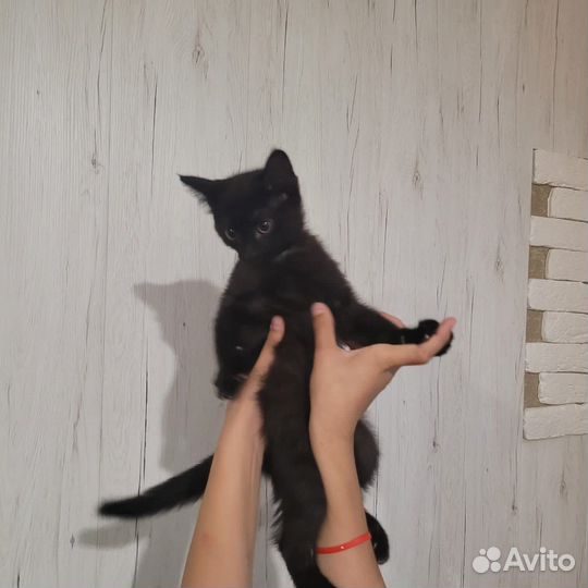 Котенок