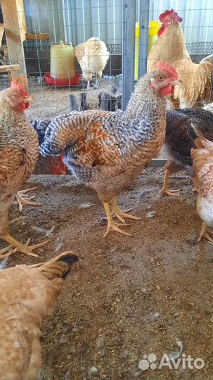 Мускусные утки