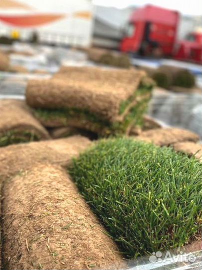 Рулонный газон