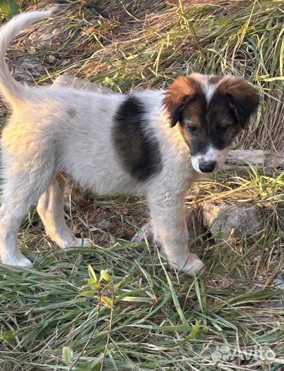 Собака в добрые руки щенок