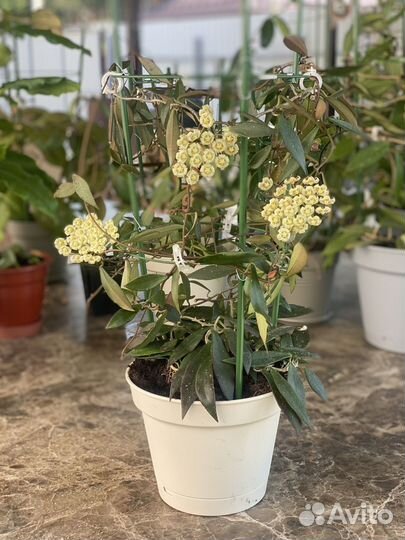 Hoya Mirabilis