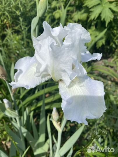 Ирисы бородатые сортовые