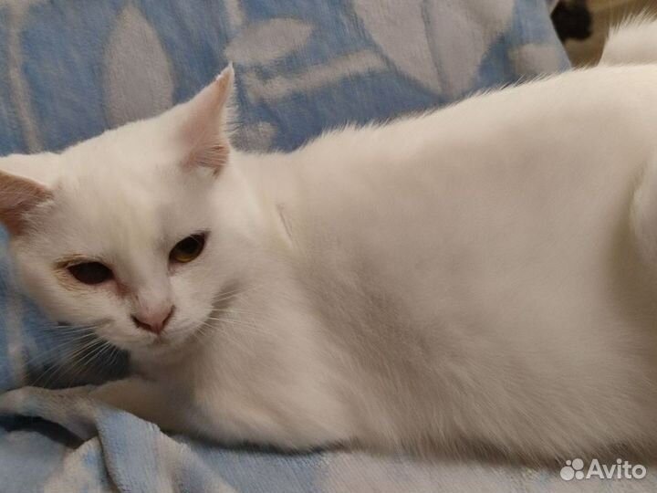 Кошки в добрые руки бесплатно