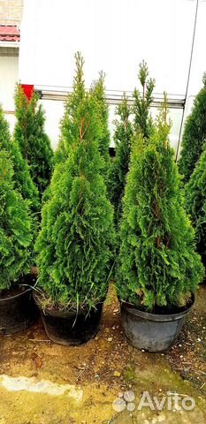 Туя смарагд