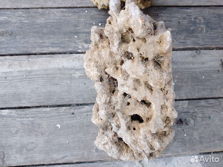 Кораллы в аквариум