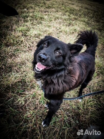 Собака в добрые руки бесплатно