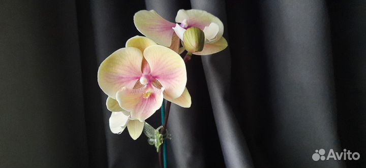 Орхидея фпленопсис бин лип