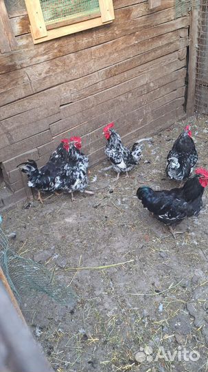 Молодые петухи