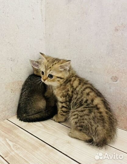 Шотландская золотая шиншилла