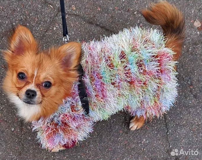 Одежда для собачек (свитера, комбинезоны)