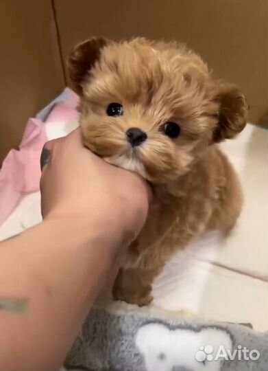 Мальтипу Китай