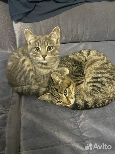 Отдам котят