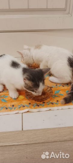 Котята в добрые руки бесплатно