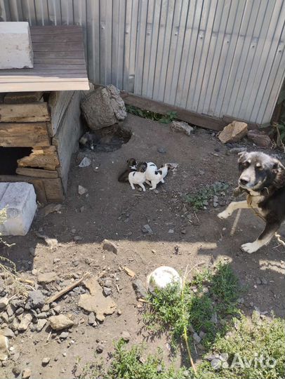 Щенки дворняги