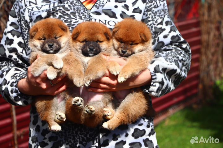Предлагаем для бронирования щенков породы Сиба ину