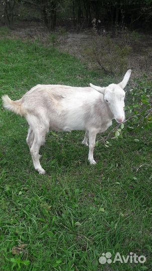 Коза и два 6 мес. Козлика один кастрирован