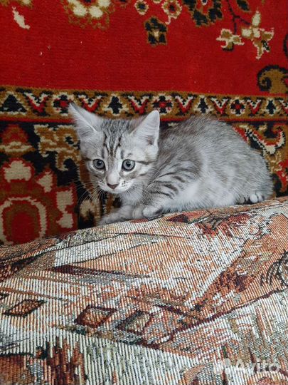 Кошка бесплатно