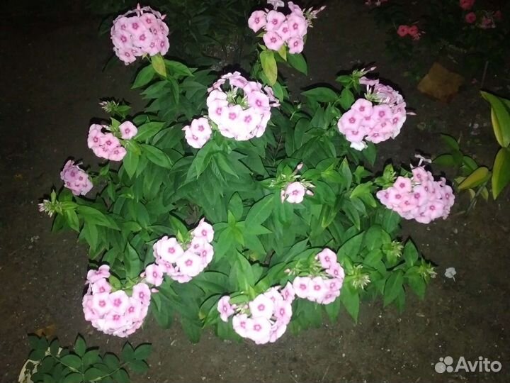 Дендробиум