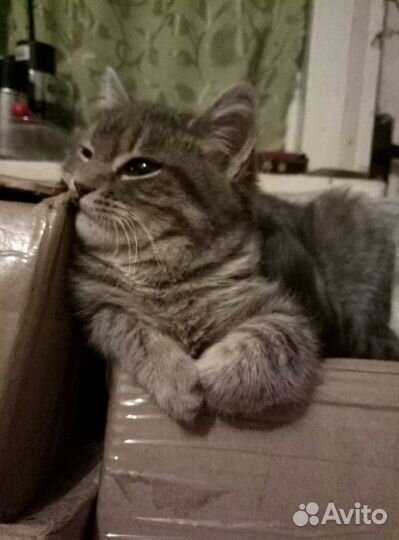 Красивая кошечка Малышка