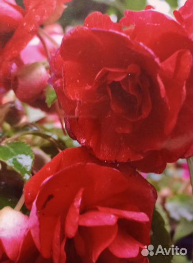 Бальзамины укорененные черенки