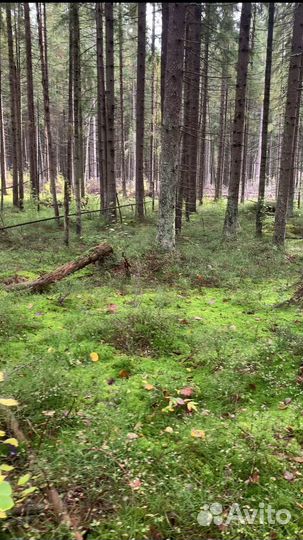 Сосна дерево