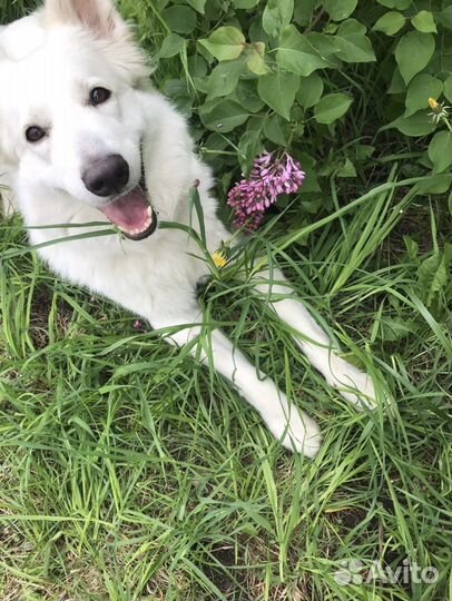 Выгульщик собак догситтер