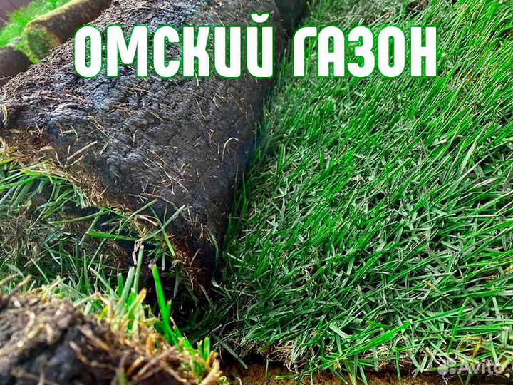 Рулонный газон «Изумруд»