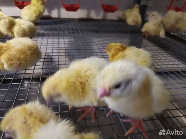 Цыплята бройлеры кобб 500 суточные