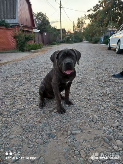 Щенки кане корсо