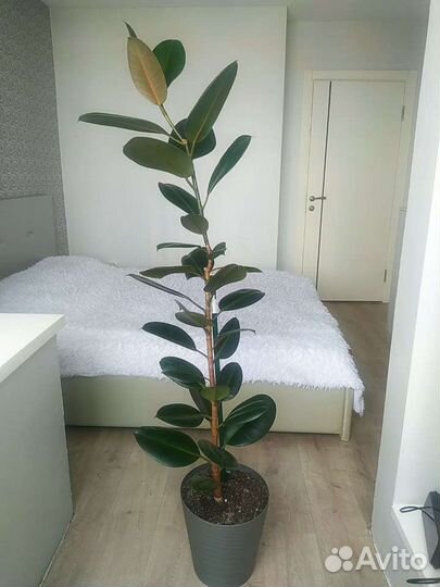 Фикус каучуконосный