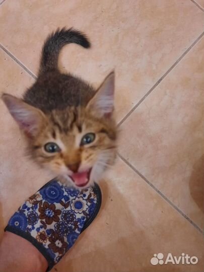 Котенок мальчик бесплатно