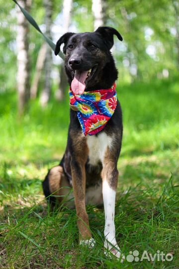 Собаки щенки немецкая из приюта