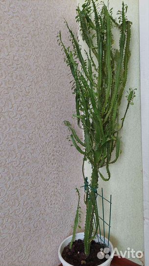 Кактус молочай