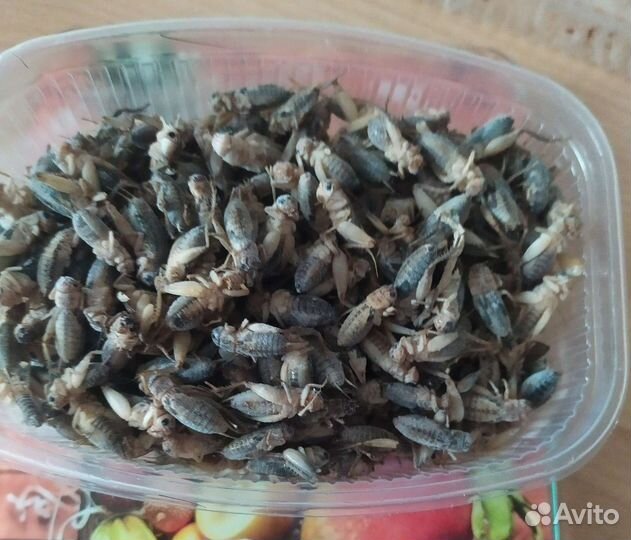 Сверчки кормовые (банановый)