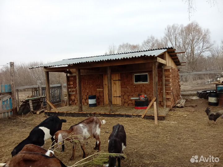 Овцы бараны