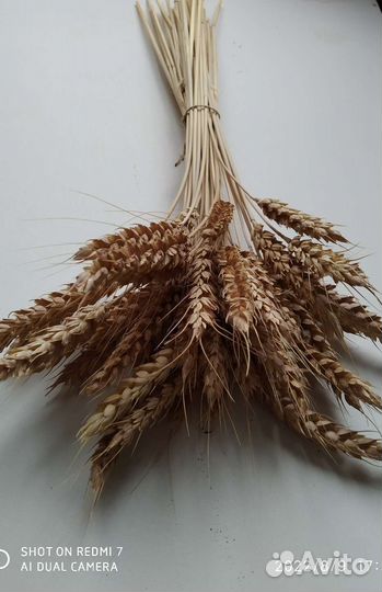 Букет сухоцветы колоски пшеницы