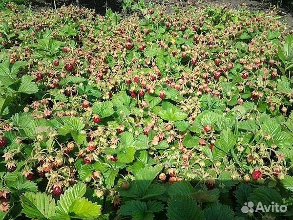 Саженцы садовой мелкоплодной земляники