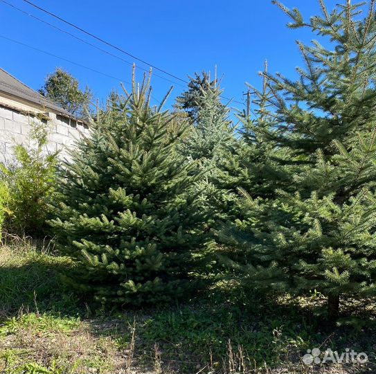 Ель голубая Глаука формированная 2-2.5 метра