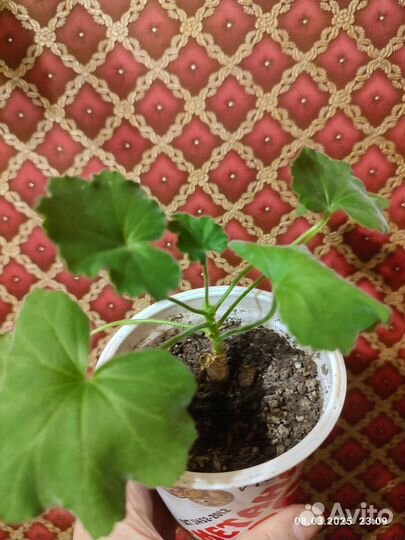 Пеларгония тюльпановидная