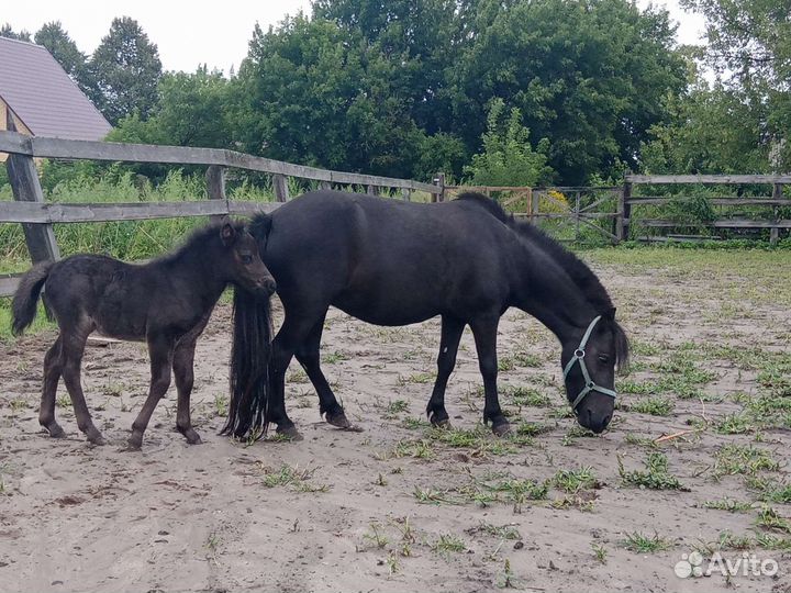 Шетлендские пони