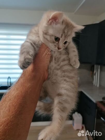 Котенок в добрые руки бесплатно